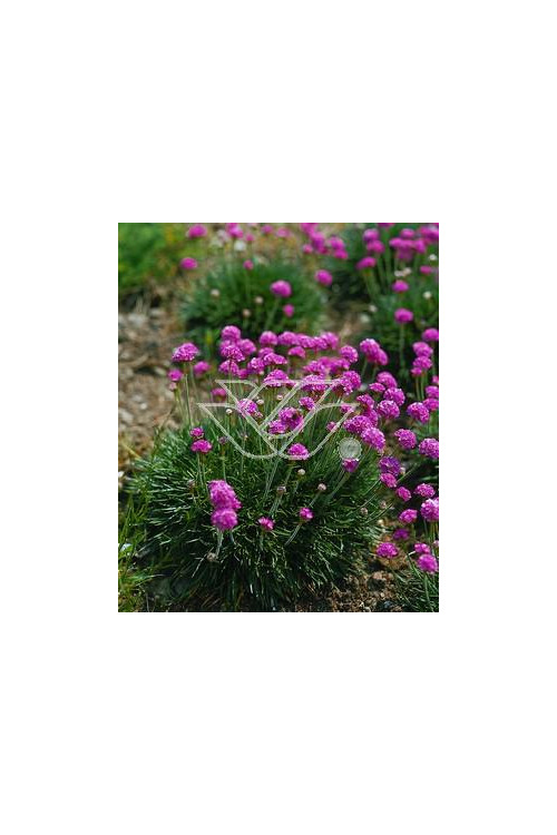 zawciąg, zawciąg Deep Rose, armeria