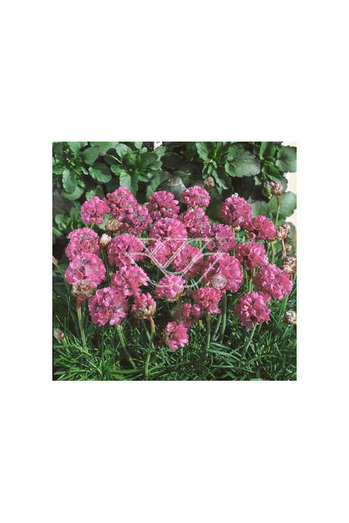 zawciąg, zawciąg Deep Rose, armeria