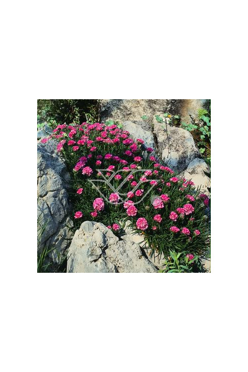 zawciąg, zawciąg Deep Rose, armeria