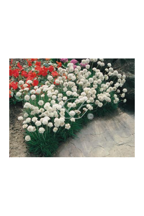 zawciąg, zawciąg Armanda White, armeria