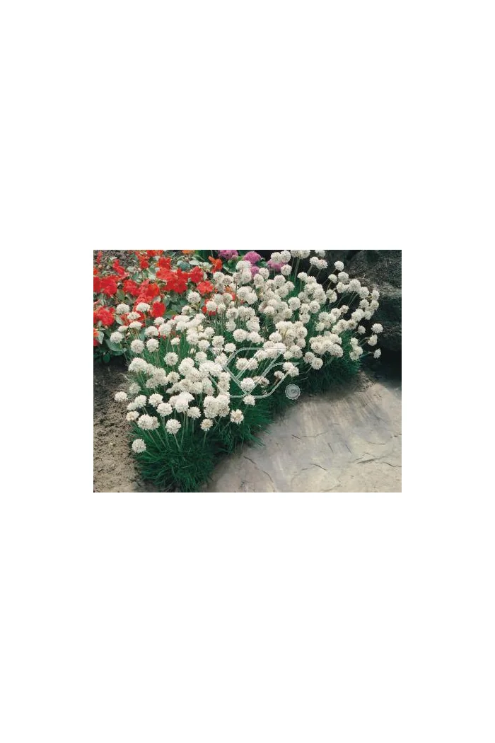 zawciąg, zawciąg Armanda White, armeria