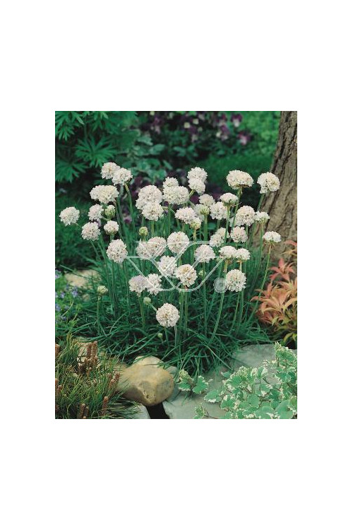 zawciąg, zawciąg Armanda White, armeria