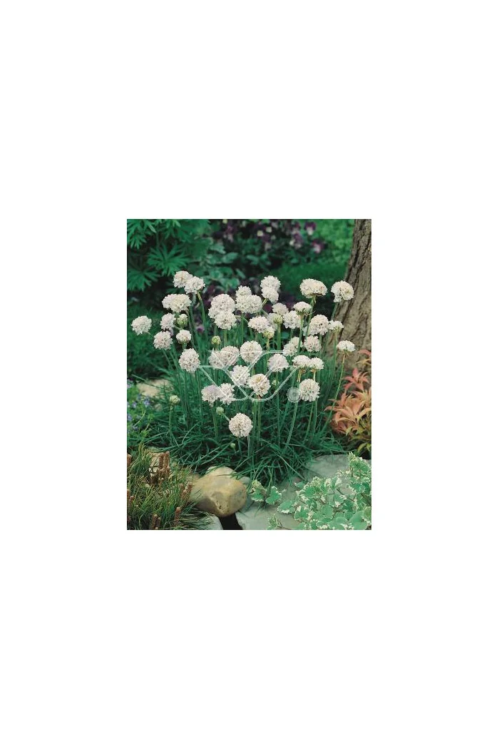 zawciąg, zawciąg Armanda White, armeria