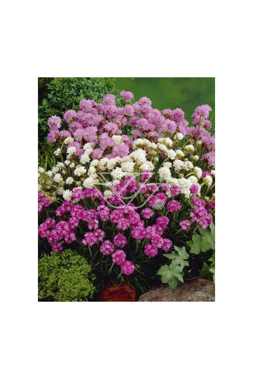 zawciąg, zawciąg Armanda White, armeria