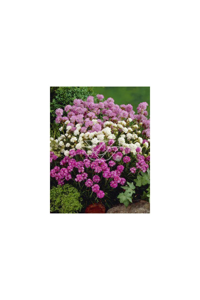 zawciąg, zawciąg Armanda White, armeria