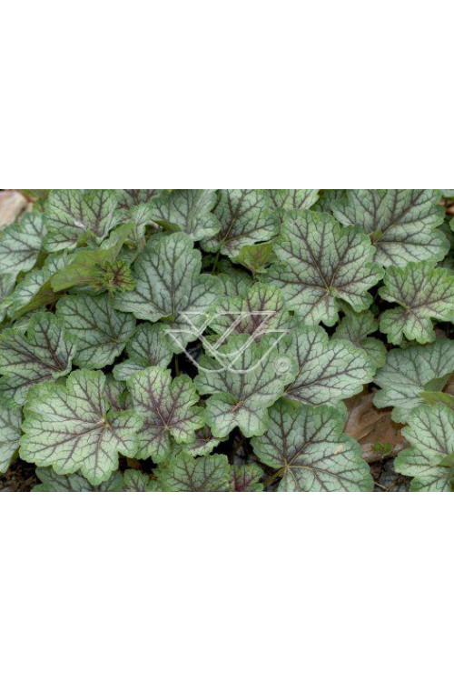 żurawka, żurawka Dales Strain, heuchera