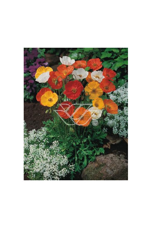 Mak syberyjski 'Spring Fever' | Papaver nudicale