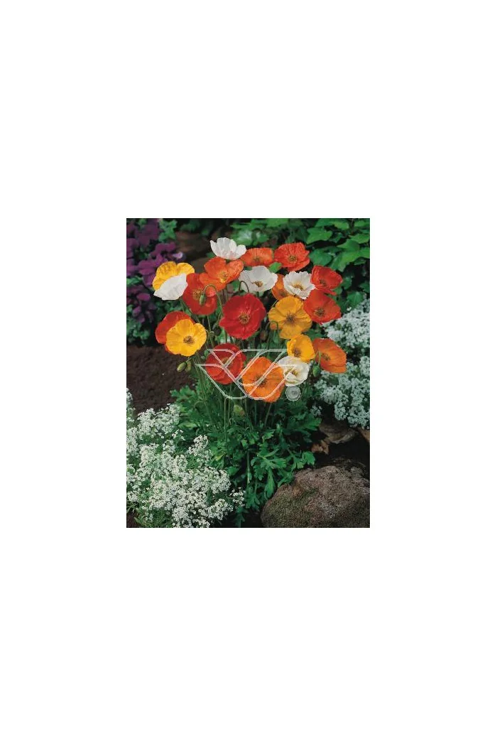 Mak syberyjski 'Spring Fever' | Papaver nudicale