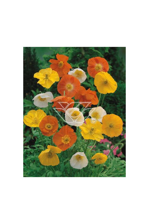 Mak syberyjski 'Spring Fever' | Papaver nudicale