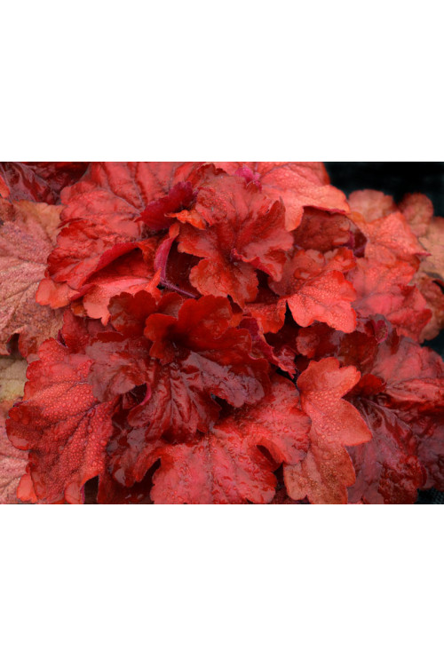 żurawka, żurawka Fire Alarm, heuchera