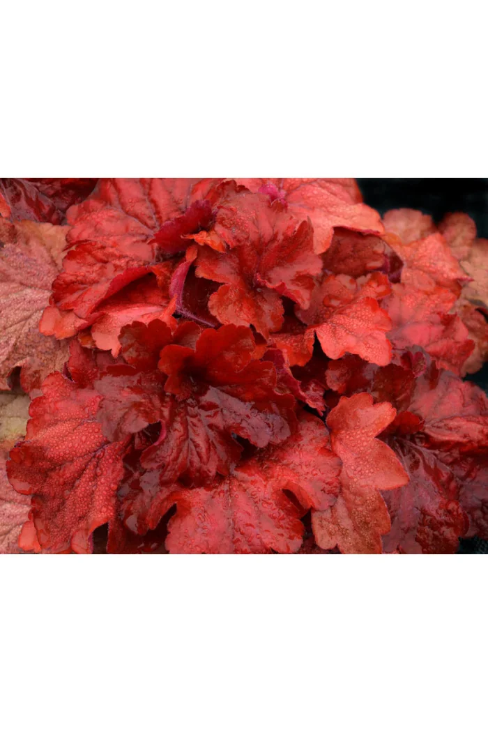 żurawka, żurawka Fire Alarm, heuchera