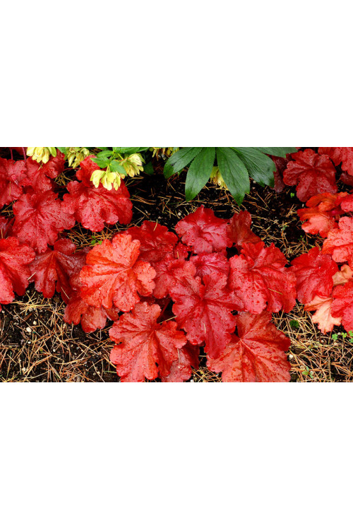 żurawka, żurawka Fire Alarm, heuchera