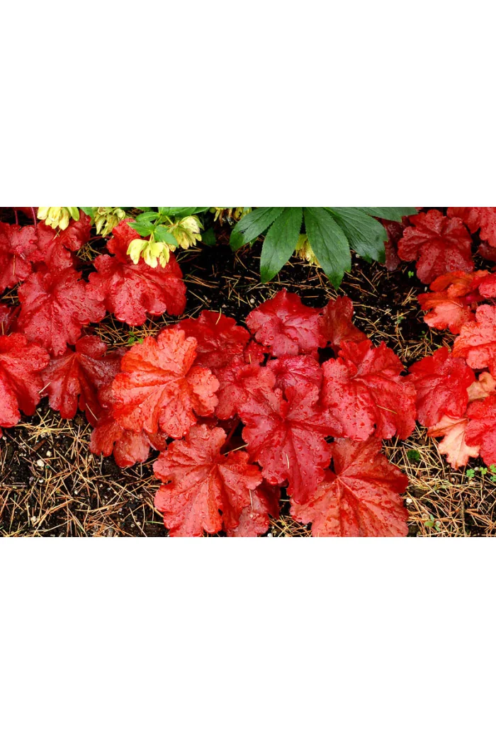 żurawka, żurawka Fire Alarm, heuchera