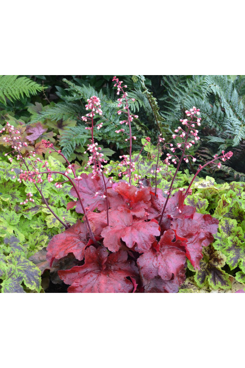 żurawka, żurawka Fire Alarm, heuchera