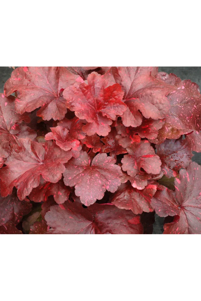 Żurawka 'Galaxy' | Heuchera