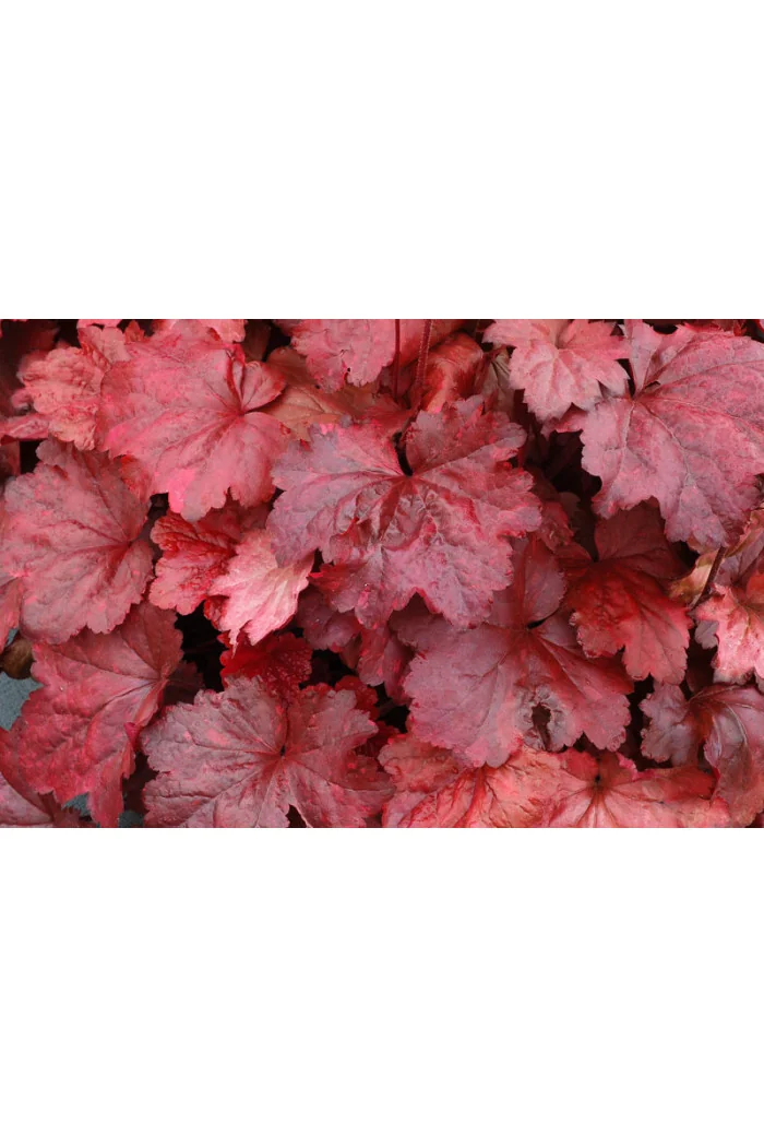 Żurawka 'Galaxy' | Heuchera