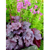 Żurawka 'Georgia Plum' | Heuchera