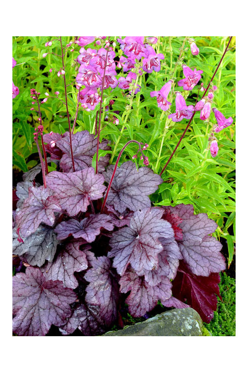 Żurawka 'Georgia Plum' | Heuchera