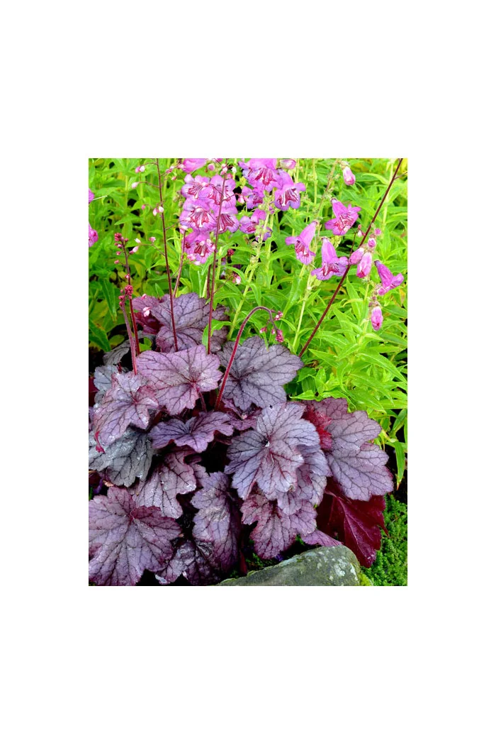 Żurawka 'Georgia Plum' | Heuchera