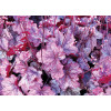 Żurawka 'Georgia Plum' | Heuchera