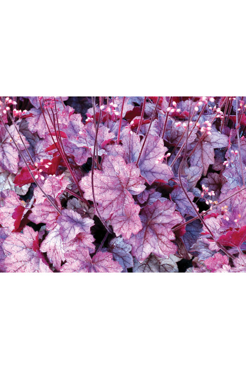 Żurawka 'Georgia Plum' | Heuchera