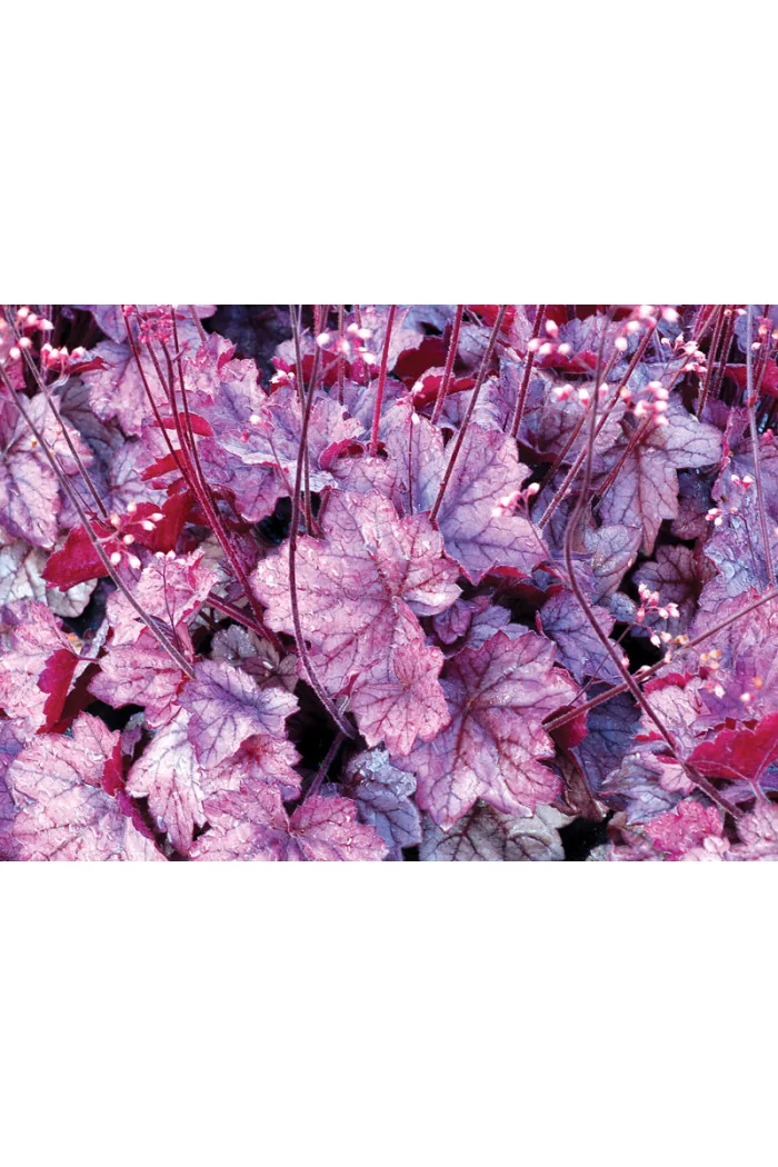 Żurawka 'Georgia Plum' | Heuchera