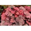 Żurawka 'Georgia Plum' | Heuchera