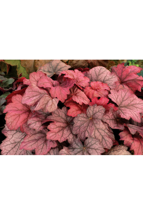 Żurawka 'Georgia Plum' | Heuchera