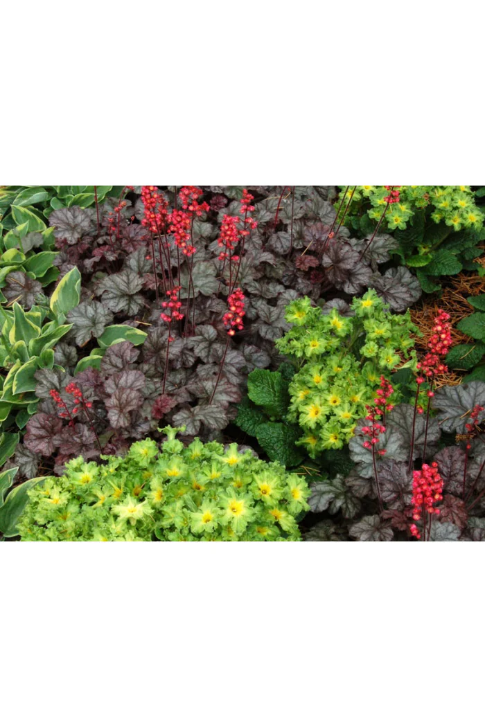 żurawka, żurawka Hollywood, heuchera