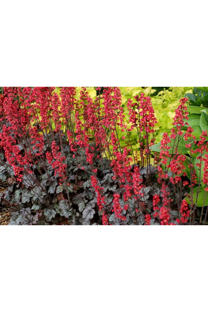 żurawka, żurawka Hollywood, heuchera