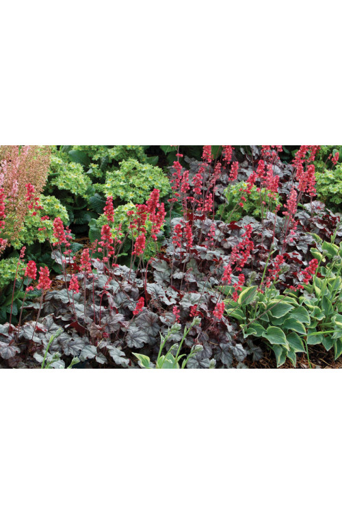 żurawka, żurawka Hollywood, heuchera