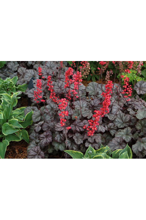 żurawka, żurawka Hollywood, heuchera