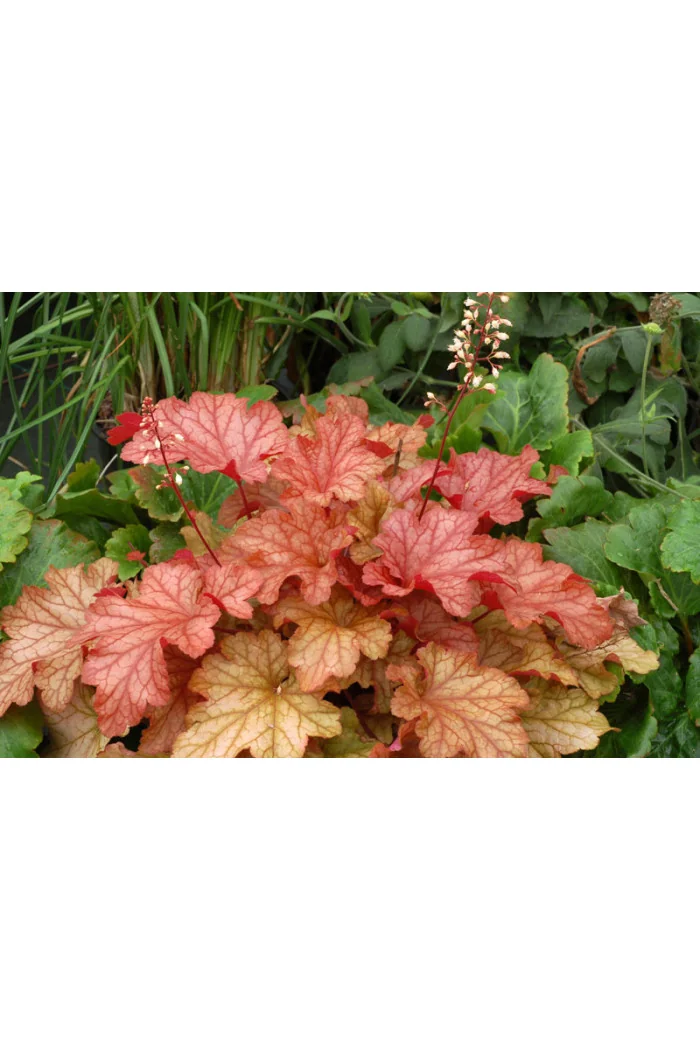 żurawka, żurawka Paprika, heuchera