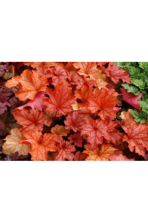 żurawka, żurawka Paprika, heuchera