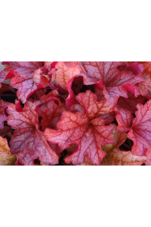 żurawka, żurawka Paprika, heuchera