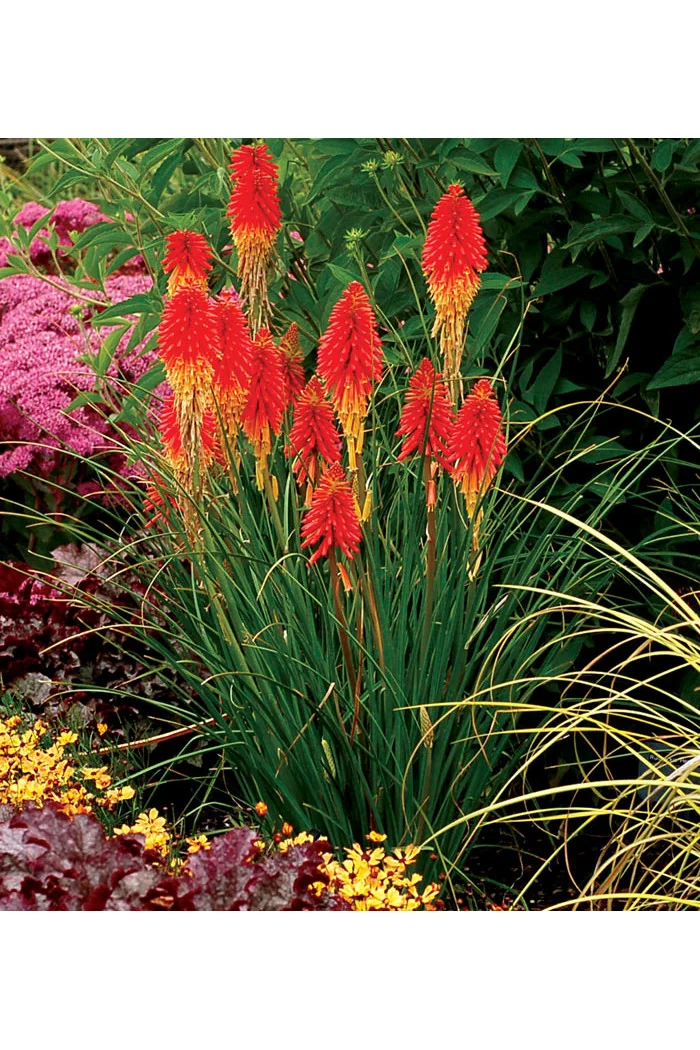 trytoma, trytoma Papaya Popscide, Kniphofia