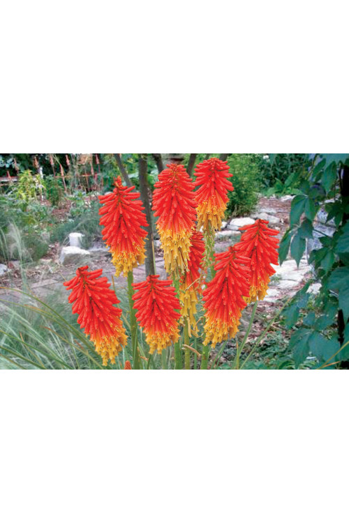 trytoma, trytoma Papaya Popscide, Kniphofia