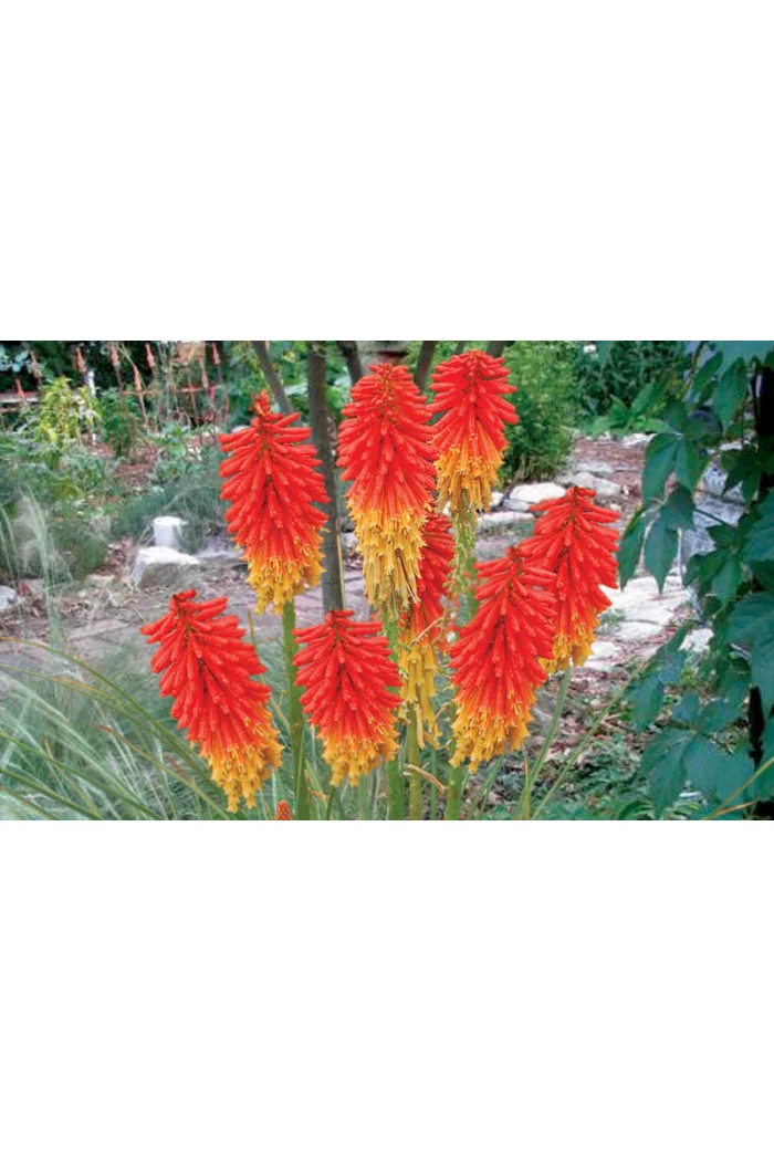 trytoma, trytoma Papaya Popscide, Kniphofia