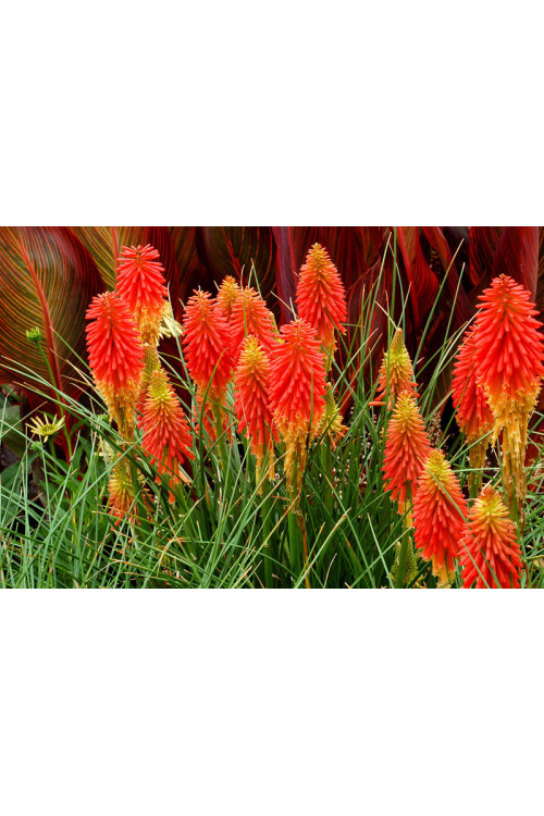 trytoma, trytoma Papaya Popscide, Kniphofia