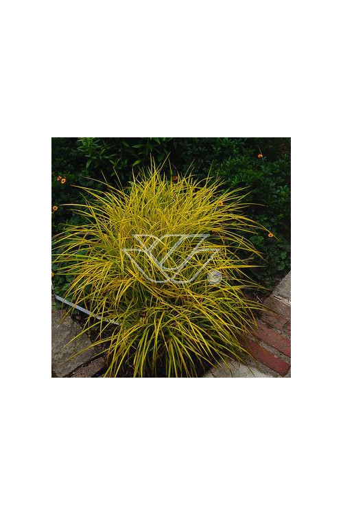 turzyca, turzyca morrowa, turzyca Silver Sceptre, carex