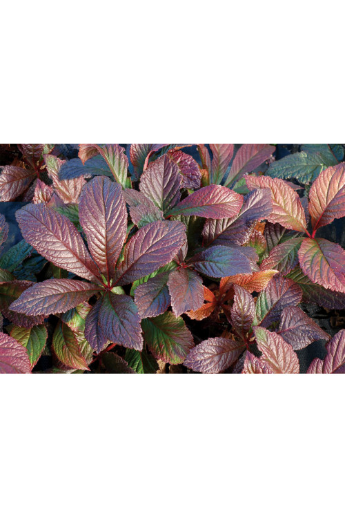 rodgersja, Rodgersia