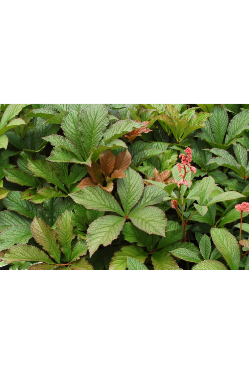 rodgersja, Rodgersia