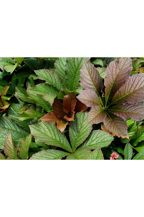 rodgersja, Rodgersia