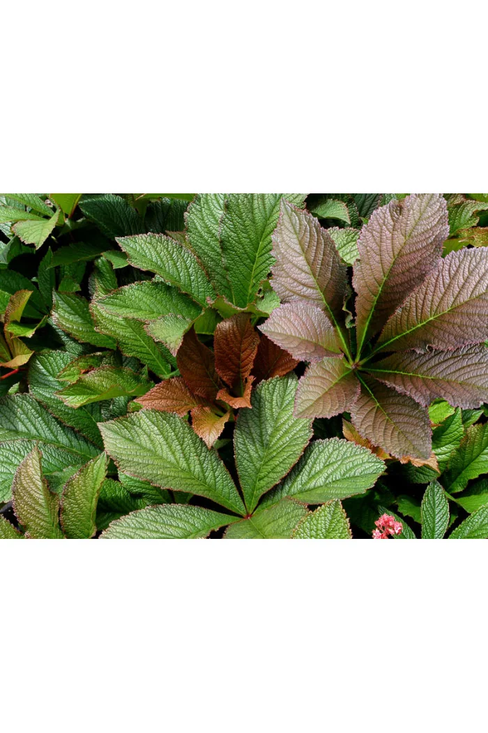 rodgersja, Rodgersia