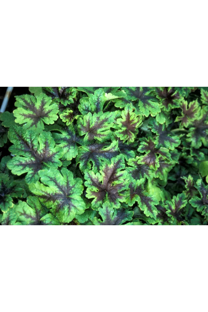 tiarella