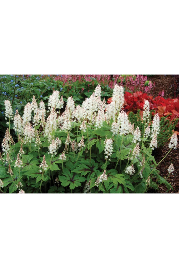 tiarella