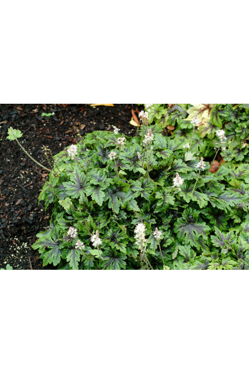 tiarella