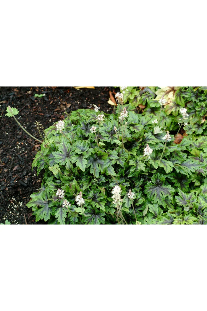tiarella