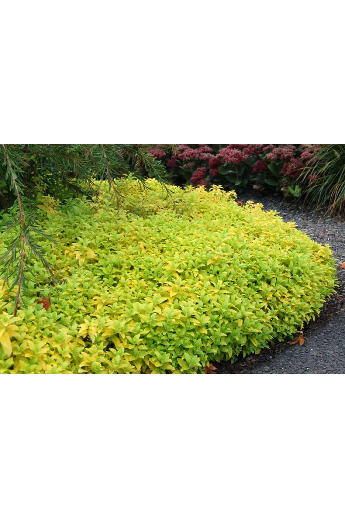 Przetacznik 'Aztec Gold' Veronica