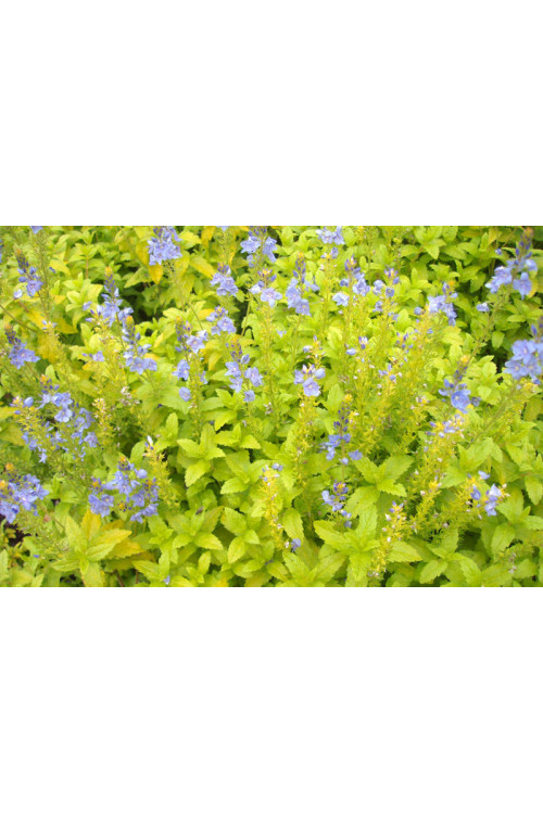 Przetacznik 'Aztec Gold' Veronica